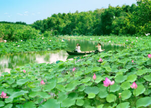 Tour Đồng Tháp 1 Ngày nên đi đâu? Khám phá những điểm đến hấp dẫn nhất!